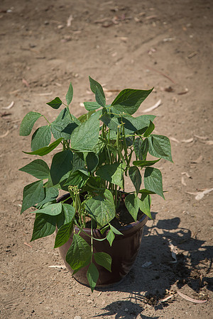 Bean_Banga_CA_0014