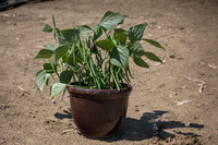 Bean_Banga_CA_0027