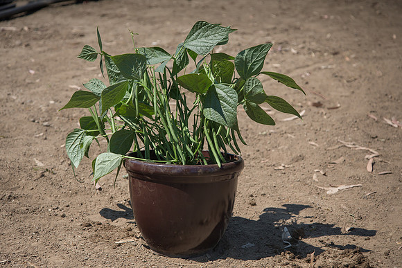 Bean_Banga_CA_0027