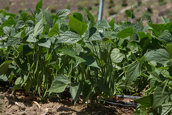 Bean_Banga_CA_0005