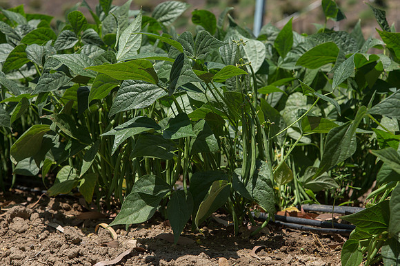 Bean_Banga_CA_0002