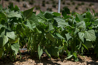 Bean_Banga_CA_0011