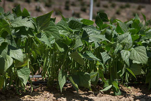 Bean_Banga_CA_0011