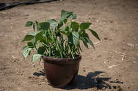 Bean_Banga_CA_0025