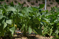 Bean_Banga_CA_0007