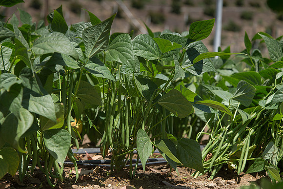 Bean_Banga_CA_0007