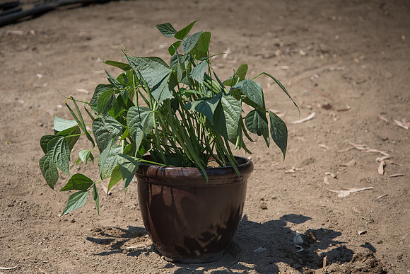 Bean_Banga_CA_0023