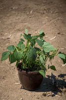 Bean_Banga_CA_0018