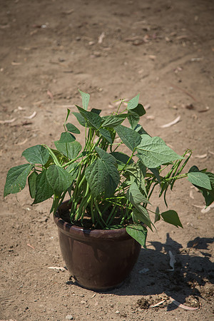 Bean_Banga_CA_0018