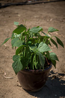 Bean_Banga_CA_0032