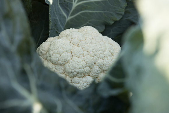 Cauliflower_CieloBlanco_CA_0003