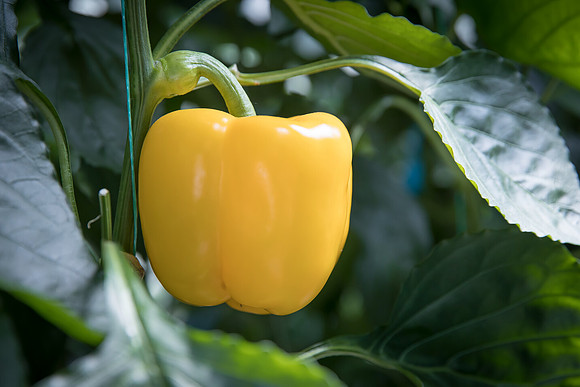 Peppers_DRPB2628_0004