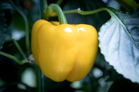 Peppers_DRPB2628_0010