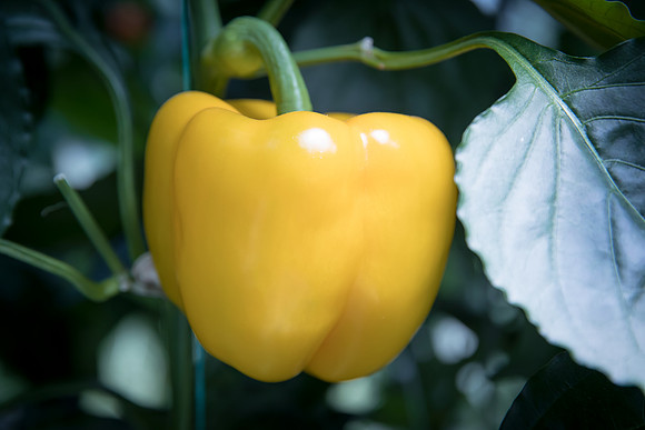Peppers_DRPB2628_0010