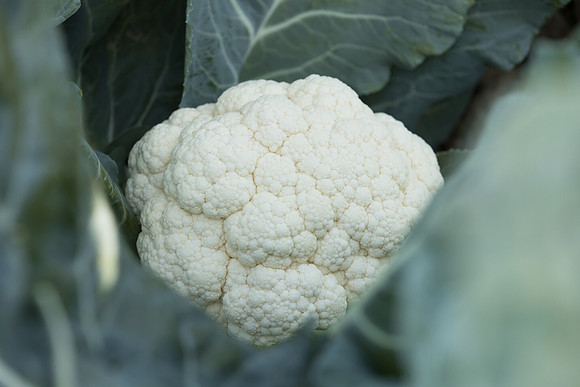 Cauliflower_CieloBlanco_CA_0009