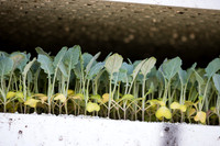 Seminis2022_FowlerPlant_22
