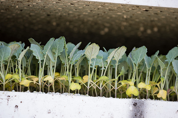 Seminis2022_FowlerPlant_22