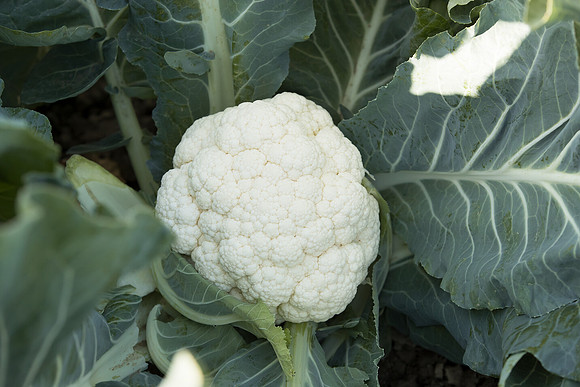 Cauliflower_CieloBlanco_CA_0017