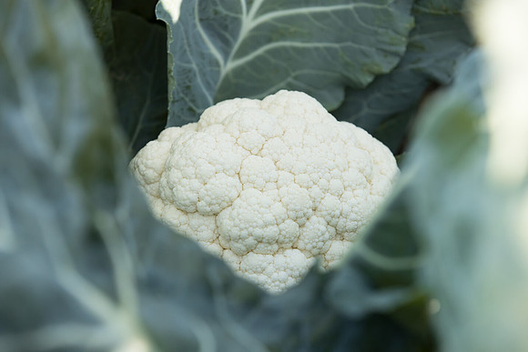 Cauliflower_CieloBlanco_CA_0004