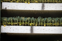 Seminis2022_FowlerPlant_20