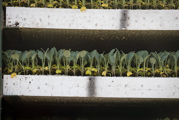 Seminis2022_FowlerPlant_20