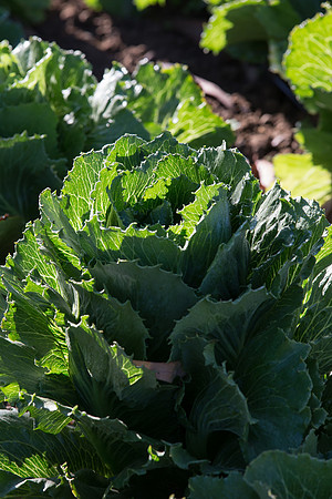 Lettuce_ExperimentalOne_CA_0039