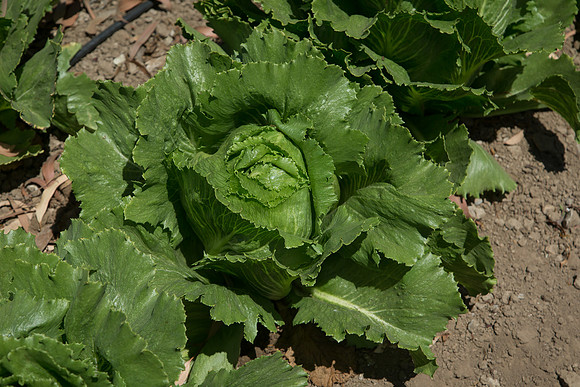 Lettuce_ExperimentalOne_CA_0015