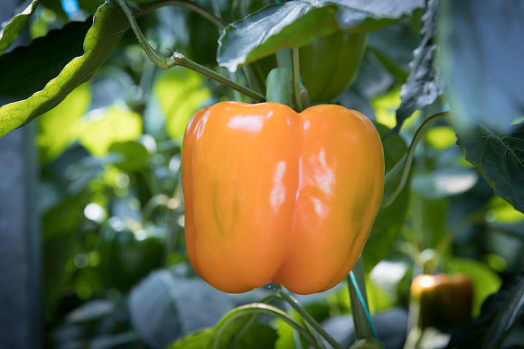 Peppers_DR0719PB_0030