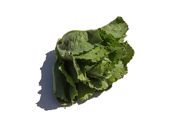 Lettuce_ExperimentalOne_CA_0030