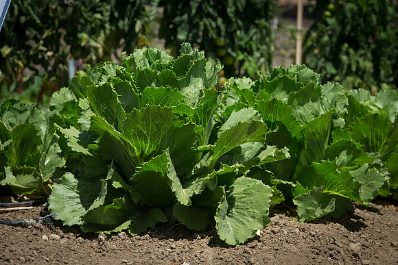 Lettuce_ExperimentalOne_CA_0008