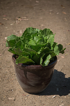 Lettuce_ExperimentalOne_CA_0020