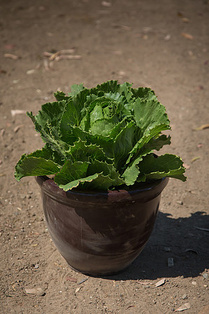 Lettuce_ExperimentalOne_CA_0022