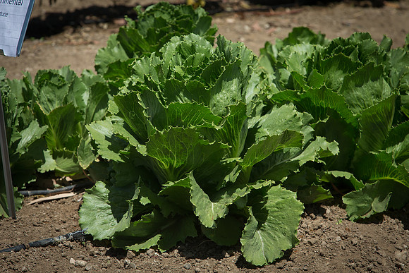Lettuce_ExperimentalOne_CA_0004
