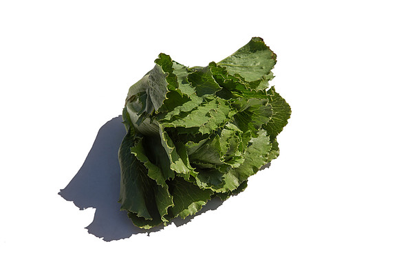 Lettuce_ExperimentalOne_CA_0028