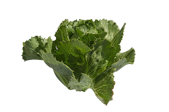 Lettuce_ExperimentalOne_CA_0033