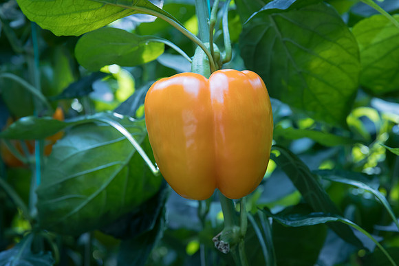 Peppers_DR0719PB_0025
