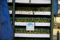 Seminis2022_FowlerPlant_18