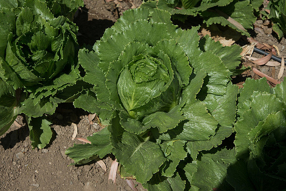 Lettuce_ExperimentalOne_CA_0010