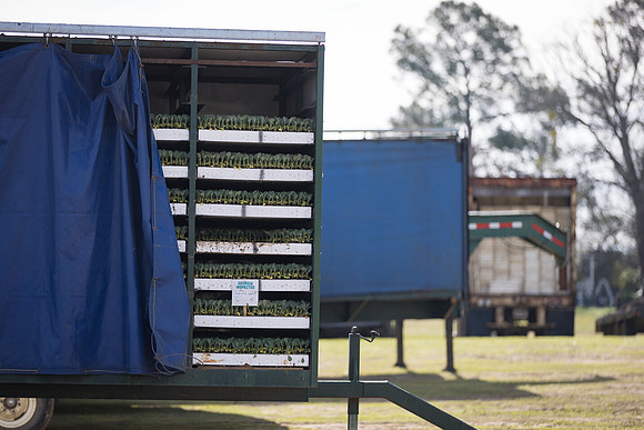 Seminis2022_FowlerPlant_139