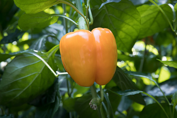 Peppers_DR0719PB_0027