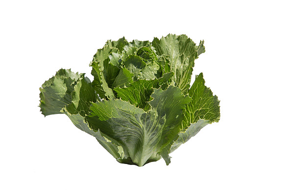 Lettuce_ExperimentalOne_CA_0034