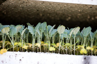 Seminis2022_FowlerPlant_24