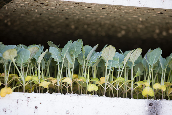 Seminis2022_FowlerPlant_24