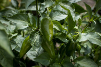 HotPepper_EmeraldFire_0012