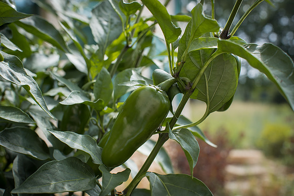 HotPepper_EmeraldFire_0014