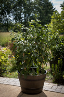 HotPepper_EmeraldFire_0008