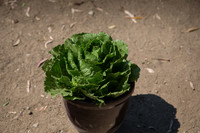 Lettuce_ExperimentalThree_CA_0012