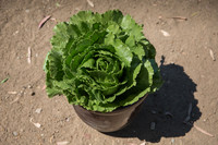 Lettuce_ExperimentalThree_CA_0019