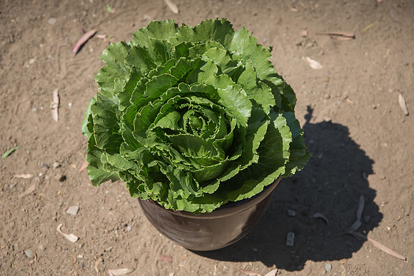 Lettuce_ExperimentalThree_CA_0019