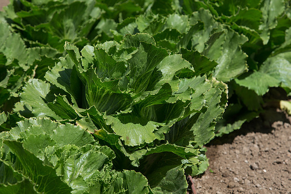 Lettuce_ExperimentalThree_CA_0003